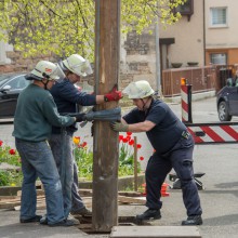 PLG Maibaum 2016