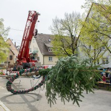 PLG Maibaum 2016