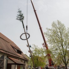PLG Maibaum 2016
