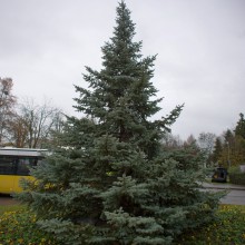 Weihnachtsbaum 2016