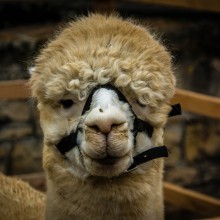 Markttag zum Advent 2017