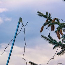 Weihnachtsbaum 2018