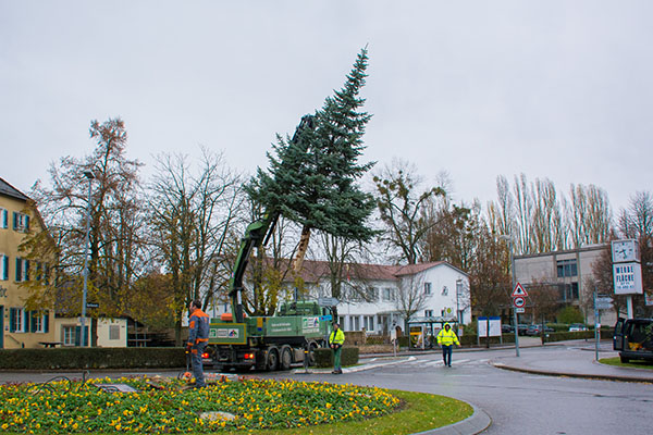 Der Weihnachtsbaum 2016